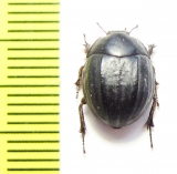 Praocis sellata  Argentina - INSECTS-STORE.RU