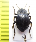 Psectrascelis linearis  Argentina - INSECTS-STORE.RU