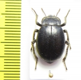 Psectrascelis sp.  Argentina - INSECTS-STORE.RU