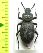 Scotobius muricatus  Argentina - INSECTS-STORE.RU