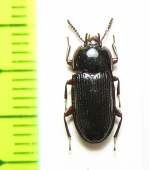 Ulosonia sp.  Argentina - INSECTS-STORE.RU