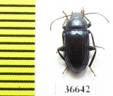 Tenebrionidae sp.  Cuba - INSECTS-STORE.RU