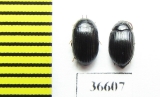 Tenebrionidae sp., pair  Cuba - INSECTS-STORE.RU
