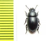 Trientoma garridoi  Cuba - INSECTS-STORE.RU