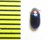 Tenebrionidae sp.  Cuba - INSECTS-STORE.RU