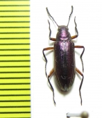 Tenebrionidae sp.  Paraguay - INSECTS-STORE.RU