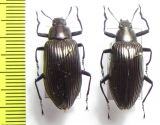 Tenebrionidae sp., pair  Paraguay - INSECTS-STORE.RU