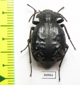 Entomoderes sp.  Paraguay - INSECTS-STORE.RU