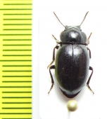 Aspidolobus piliger  Chile - INSECTS-STORE.RU