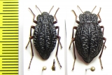 Callyntra carbonaria, pair  Chile - INSECTS-STORE.RU