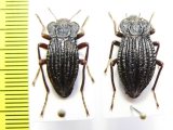 Callyntra multicostata, pair  Chile - INSECTS-STORE.RU