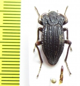 Callyntra rufocastanea  Chile - INSECTS-STORE.RU