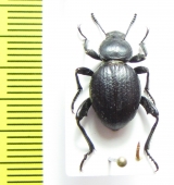 Emmallodera multipunctata  Chile - INSECTS-STORE.RU