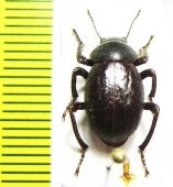 Entomochilus freudei  Chile - INSECTS-STORE.RU