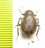 Entomochilus tomentosus  Chile - INSECTS-STORE.RU