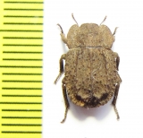 Gyrasida franciscae  Chile - INSECTS-STORE.RU