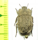 Gyrasida sp.  Chile - INSECTS-STORE.RU