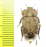 Gyrasida tomasi  Chile - INSECTS-STORE.RU