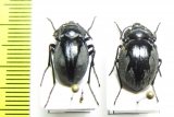 Gyriosomus barriai, pair  Chile - INSECTS-STORE.RU