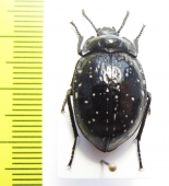 Gyriosomus curtisi  Chile - INSECTS-STORE.RU