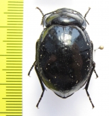 Gyriosomus foveopunctatus  Chile - INSECTS-STORE.RU