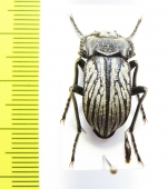 Gyriosomus gebieni  Chile - INSECTS-STORE.RU