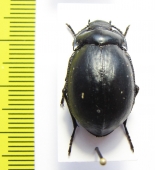 Gyriosomus laevigatus  Chile - INSECTS-STORE.RU