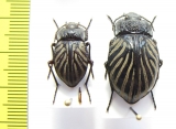 Gyriosomus luczoti, pair  Chile - INSECTS-STORE.RU