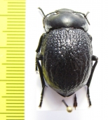 Gyriosomus paulseni  Chile - INSECTS-STORE.RU