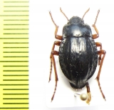 Nyctelia crassecostata  Chile - INSECTS-STORE.RU