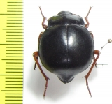 Nyctelia fitzroyi  Chile - INSECTS-STORE.RU