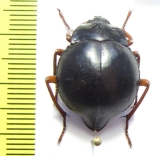 Nyctelia fitzroyi  Chile - INSECTS-STORE.RU