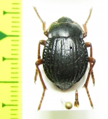 Nyctelia varipes  Chile - INSECTS-STORE.RU