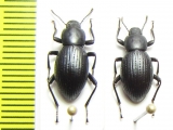 Nycterinus genei  Chile - INSECTS-STORE.RU