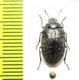 Nyctopetus rengoensis  Chile - INSECTS-STORE.RU