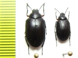 Nyctopetus tenebrioides  Chile - INSECTS-STORE.RU