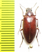 Parepitragus pulvurentus  Chile - INSECTS-STORE.RU