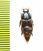 Staphylinidae sp.  Brasilia - INSECTS-STORE.RU
