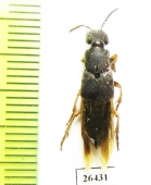 Staphylinidae sp.  Honduras - INSECTS-STORE.RU