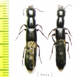 Staphylinidae sp.  Kazakhstan - INSECTS-STORE.RU