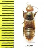 Staphylinidae sp.  Peru (myrmecophilous)   - INSECTS-STORE.RU