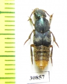 Staphylinidae sp.  Peru - INSECTS-STORE.RU