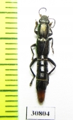 Staphylinidae sp.  Peru - INSECTS-STORE.RU