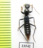 Staphylinidae sp.  Peru - INSECTS-STORE.RU