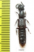 Staphylinidae sp.  Peru - INSECTS-STORE.RU