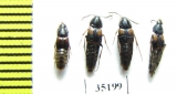 Staphylinidae sp.  Russia, Far East - INSECTS-STORE.RU