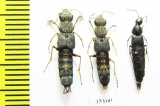 Staphylinidae sp.  Russia, Far East - INSECTS-STORE.RU