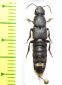 Staphylinidae sp.  Russia, Far East - INSECTS-STORE.RU