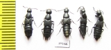 Staphylinidae sp.  Russia, Far East - INSECTS-STORE.RU