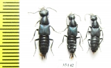 Staphylinidae sp.  Russia, Far East - INSECTS-STORE.RU